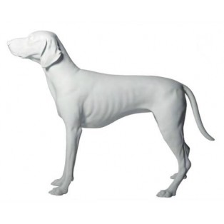 Presentation Dog German Shorthaired Pointer White